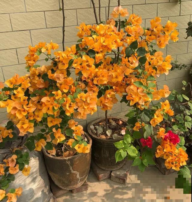现在养三角梅，长的快、开花多，想开几次都行！