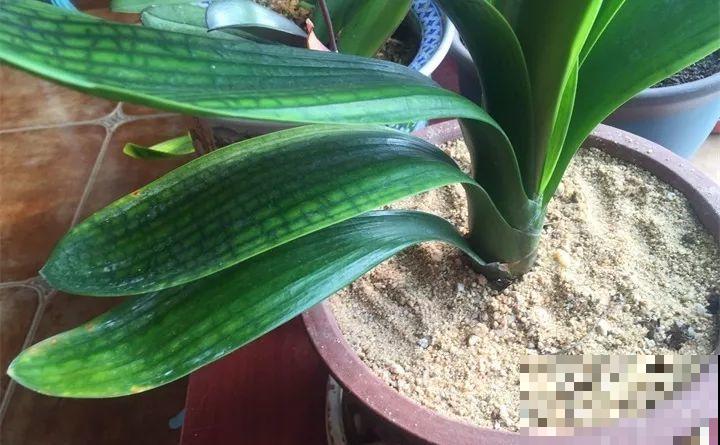 春天各种虫害来袭，花叶都要被吃没，教你新方法来杀虫！