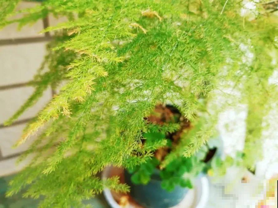 10种花，春天不能晒，躲屋里最安全！