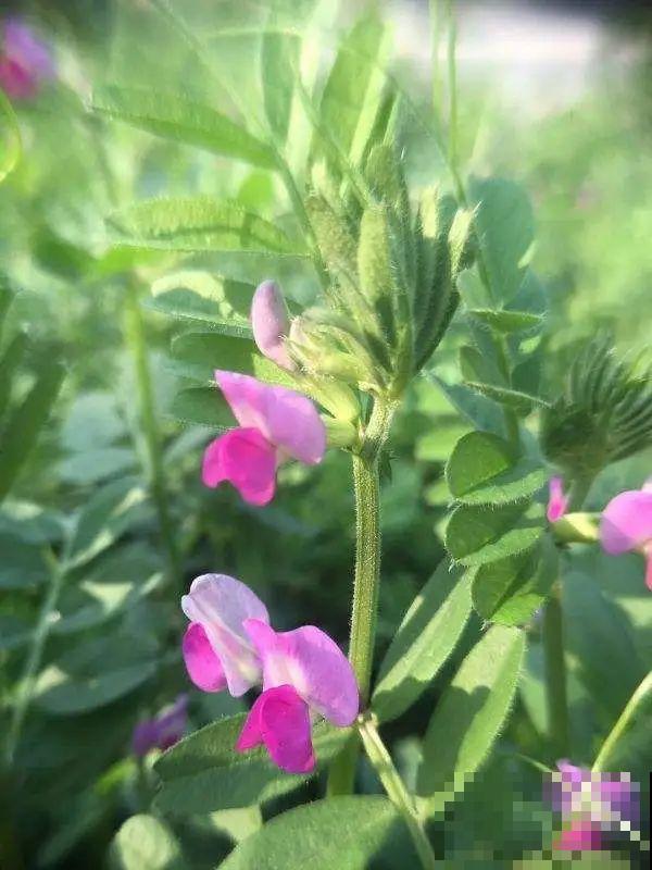40种小野花，春天开得正美，挖几棵回家，不用买花了！