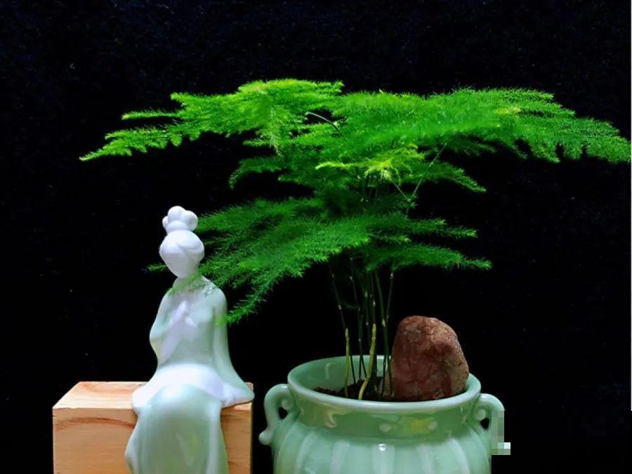 10种花，春天不能晒，躲屋里最安全！