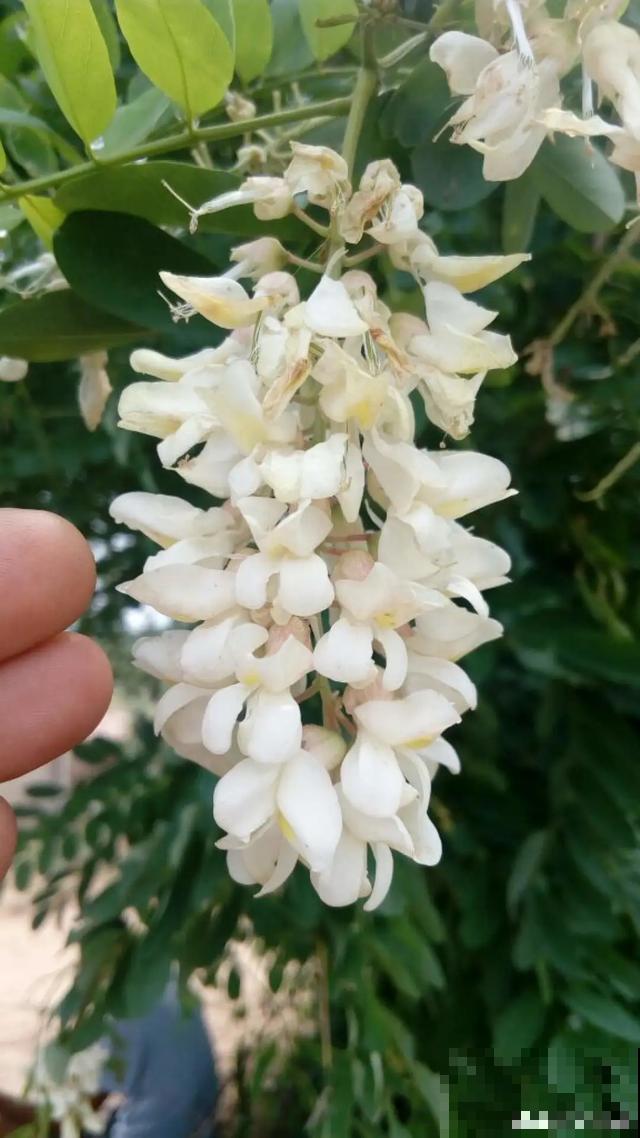 玉兰花真好吃，掐一把炒鸡蛋，竟然满嘴鸡肉味