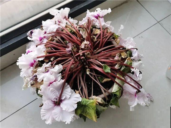 6种花一天不浇水，叶子就耷拉，缺水3天就死翘！
