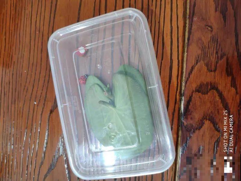 只用水不用土的植物，一片叶子就开花，简直太神奇了！