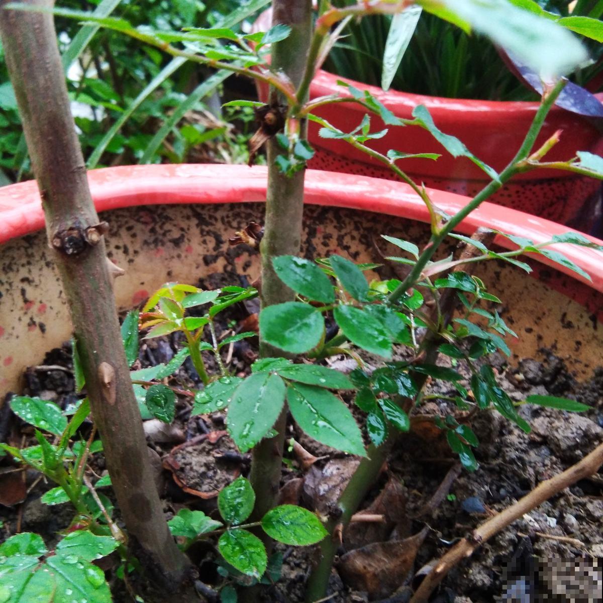 藤蔓植物春天咋养，才能开出满墙花海？几个技巧要摸清！