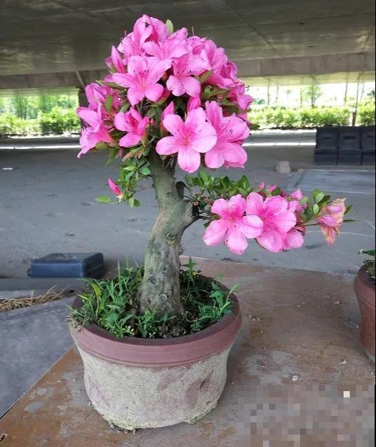 家里养盆虎皮兰，小花盆、挤着养，疯狂开花爆小崽！