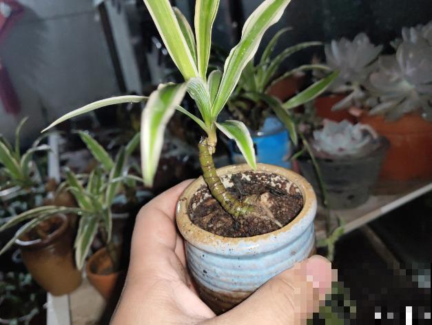 养了3年的吊兰，长成一棵小树，太神奇了！