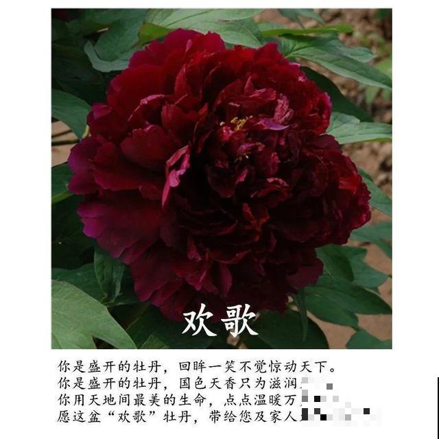 春天最大气的花，开出第一朵，就惊艳全场！