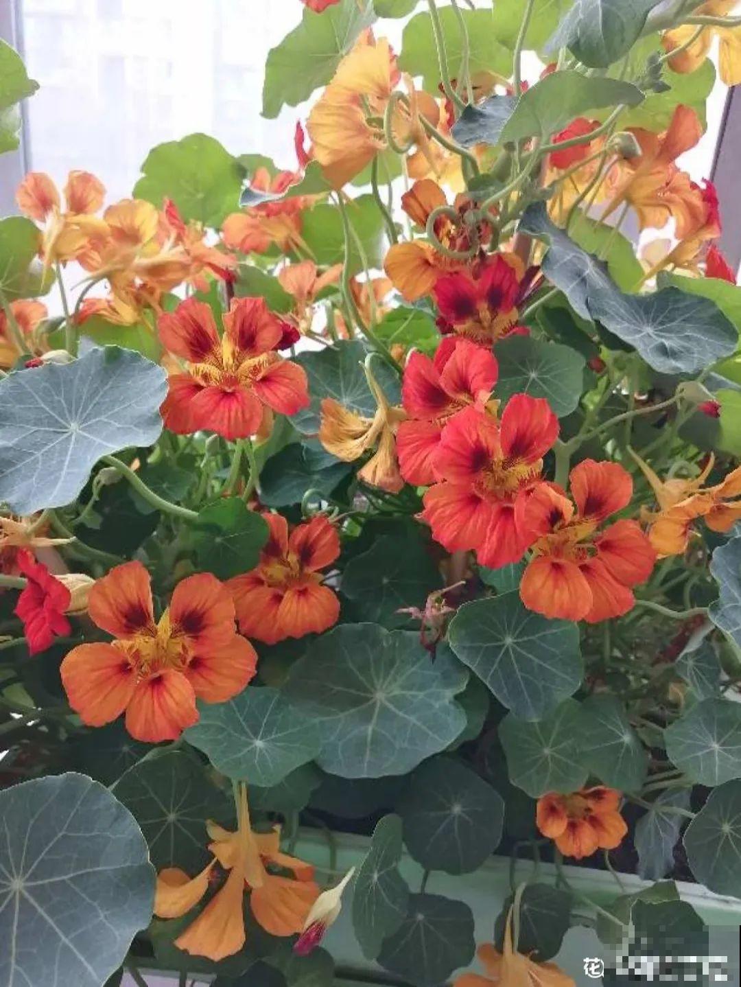 7种花要慎养，房前屋后都爬满，邻居有意见！