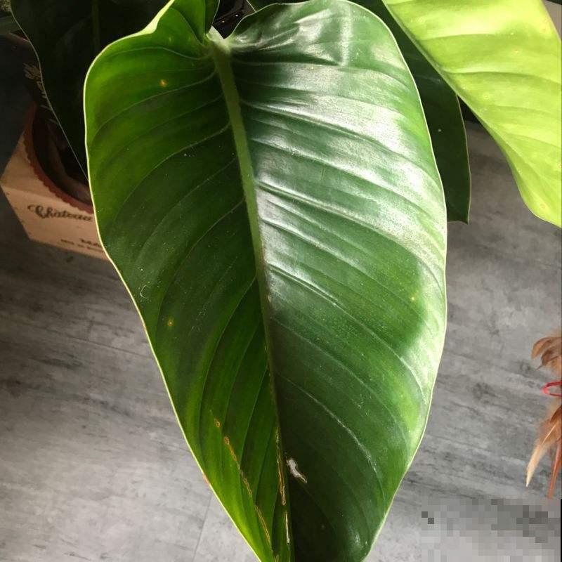 家里养棵超好养的大金钻，仿佛置身热带雨林，关键是净化空气！