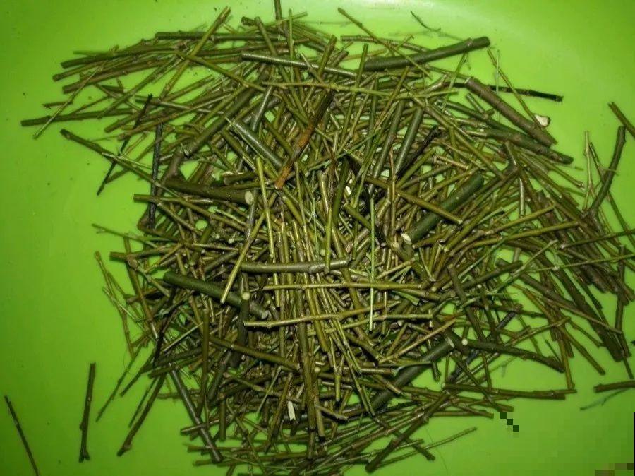 在家自制壮根水，7天浇一次，养出白胖萝卜根！