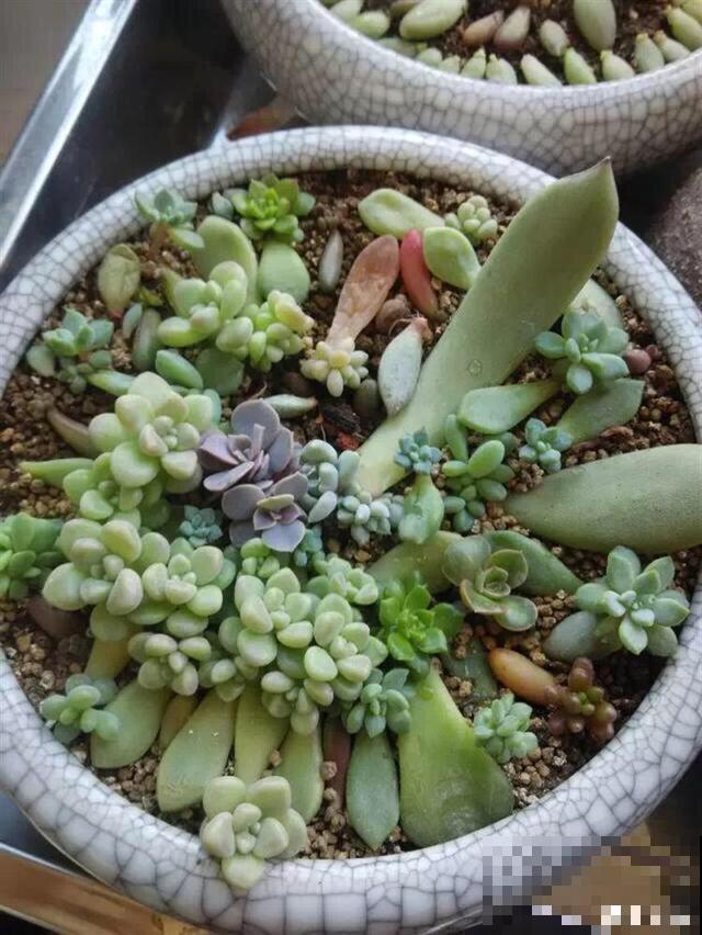 多肉叶插时，换个姿势，成活率大大提高！