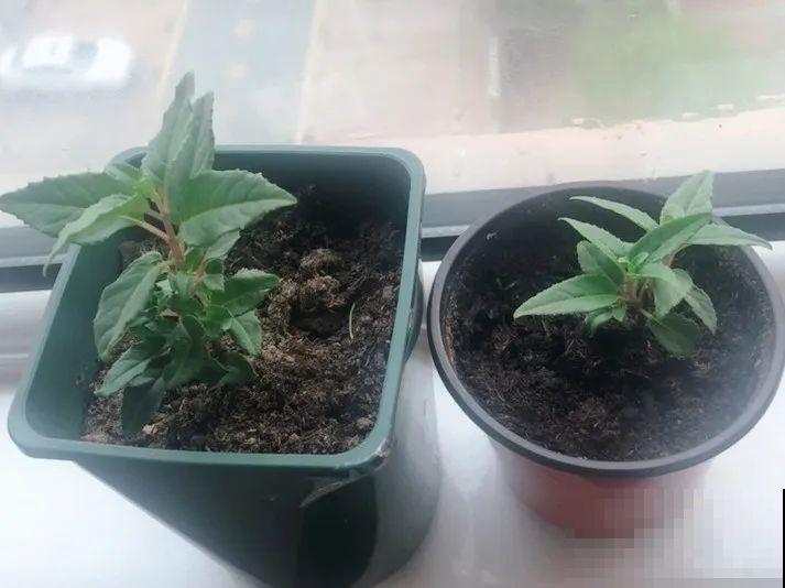 12种倒挂金钟，最好看的就是它，不养真的亏！