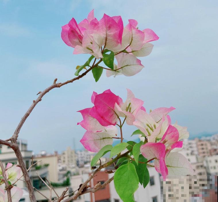 三角梅这些品种最勤花，一年四季开不停，花多得不见叶！