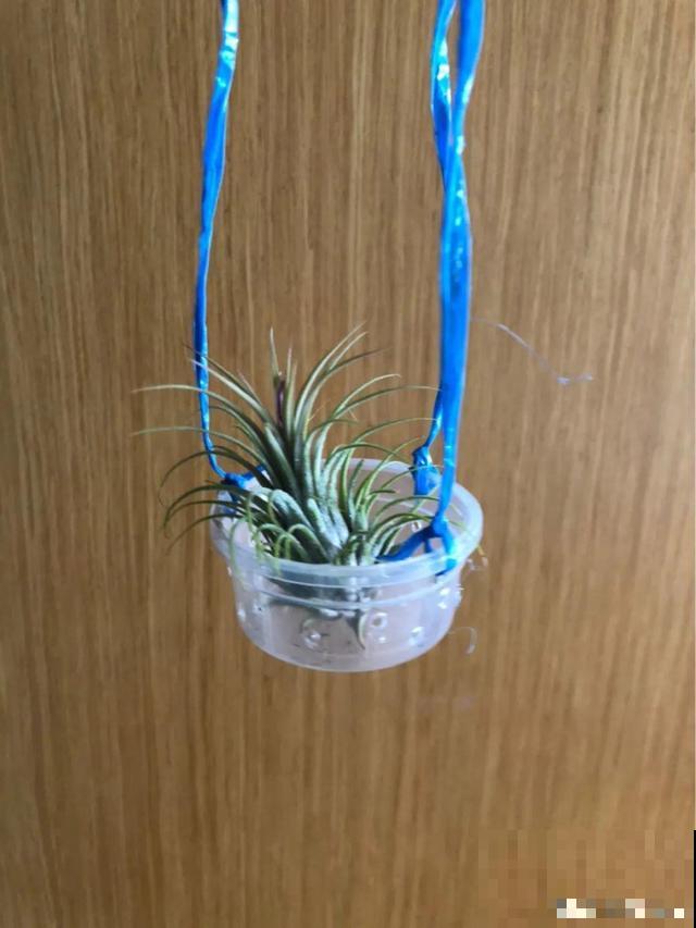 1个塑料瓶，居然有8种养花方法，省钱又好用！
