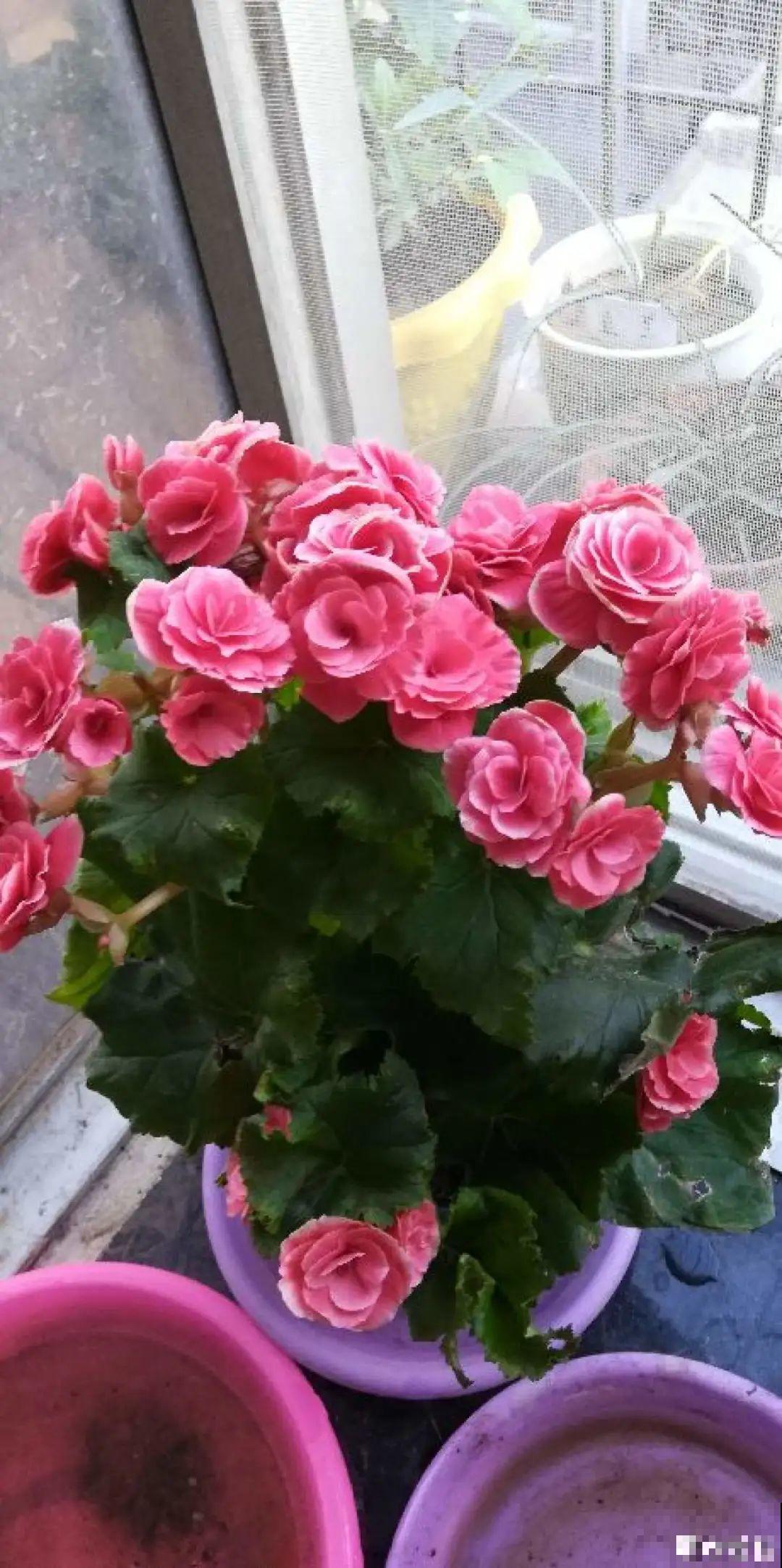 5种花别乱浇水，浇错了，花黄叶又烂根