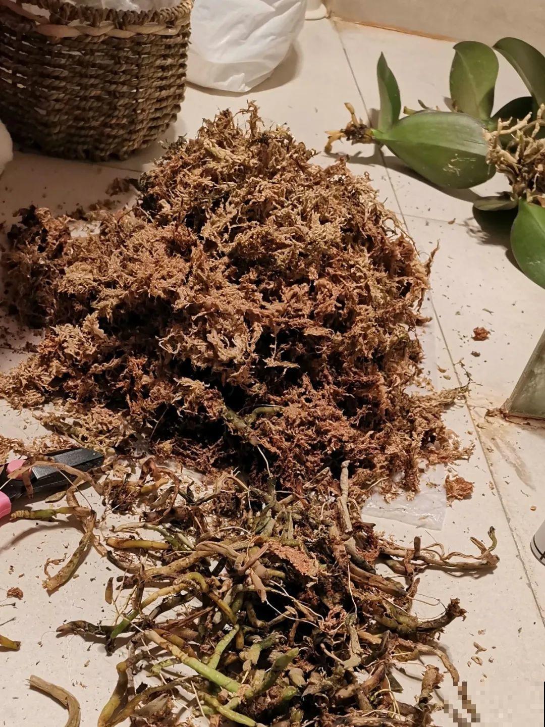 8种花，开完花别急着丢，剪一刀还能继续开