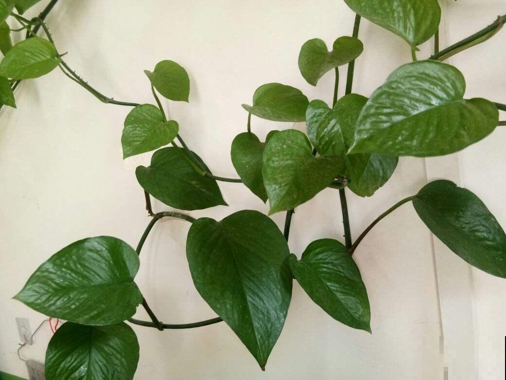 植物叶子亮到放光，全是1种小玩意的功劳，自己做的比买的好使！