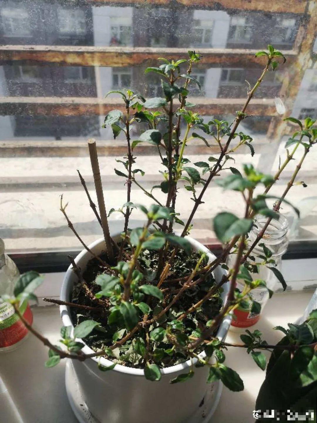 4月养花，这6件事必须做，晚了再也不开花！