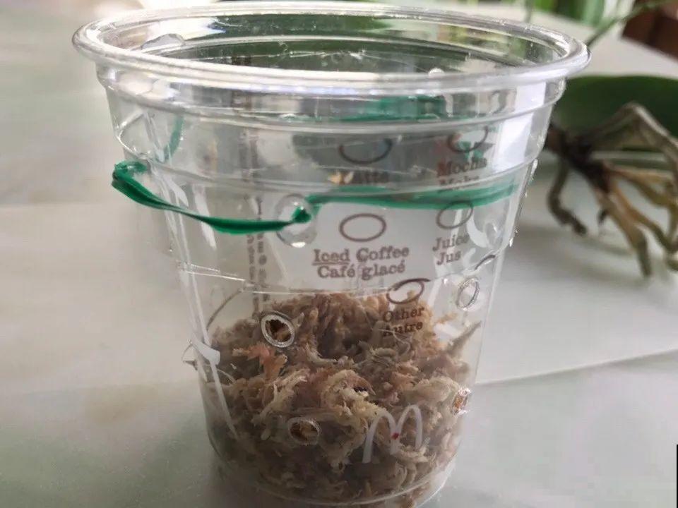 8种花，开完花别急着丢，剪一刀还能继续开