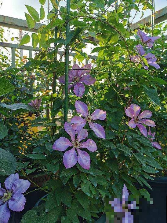 藤蔓植物春天咋养，才能开出满墙花海？几个技巧要摸清！