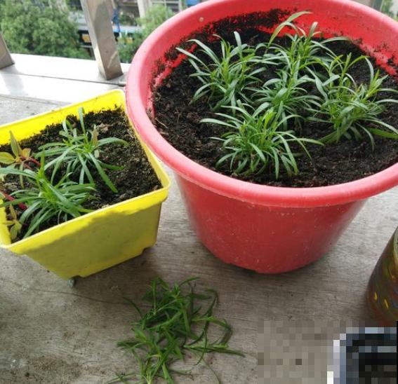 最难养的小草花，就得剃头虐一虐，才能开成大花球！