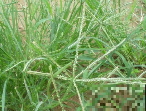 农村常见的牛筋草，拔出来扔掉太可惜，浑身是宝却少有人知
