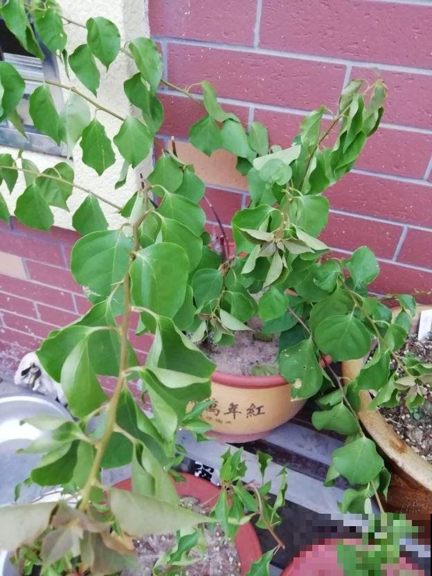 你家花经常掉叶子，有没有想过是浇水出问题？赶紧改了！