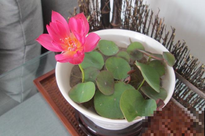 一个茶碗就能养的花，开花精致富贵，摆在窗台上档次！