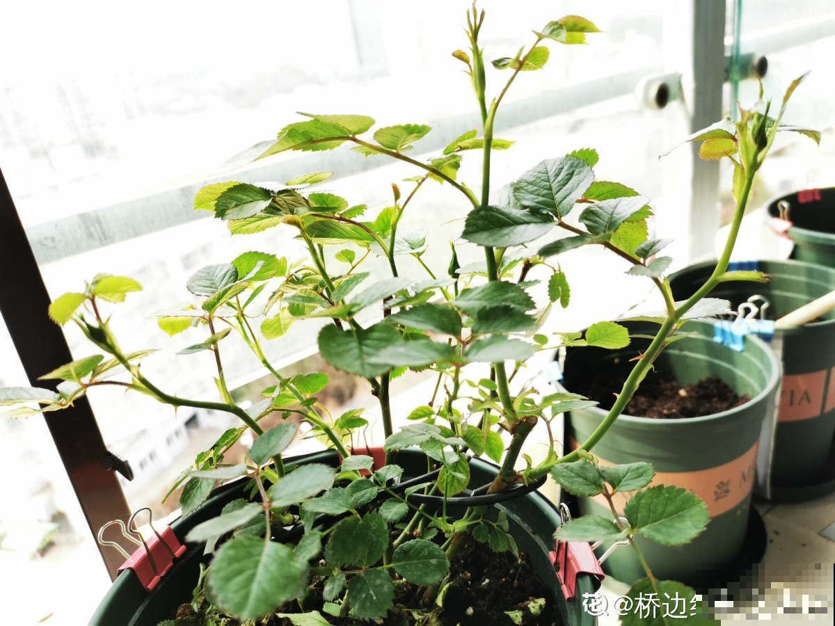 月季出现这种枝，要赶紧剪掉，不然开花会很少！