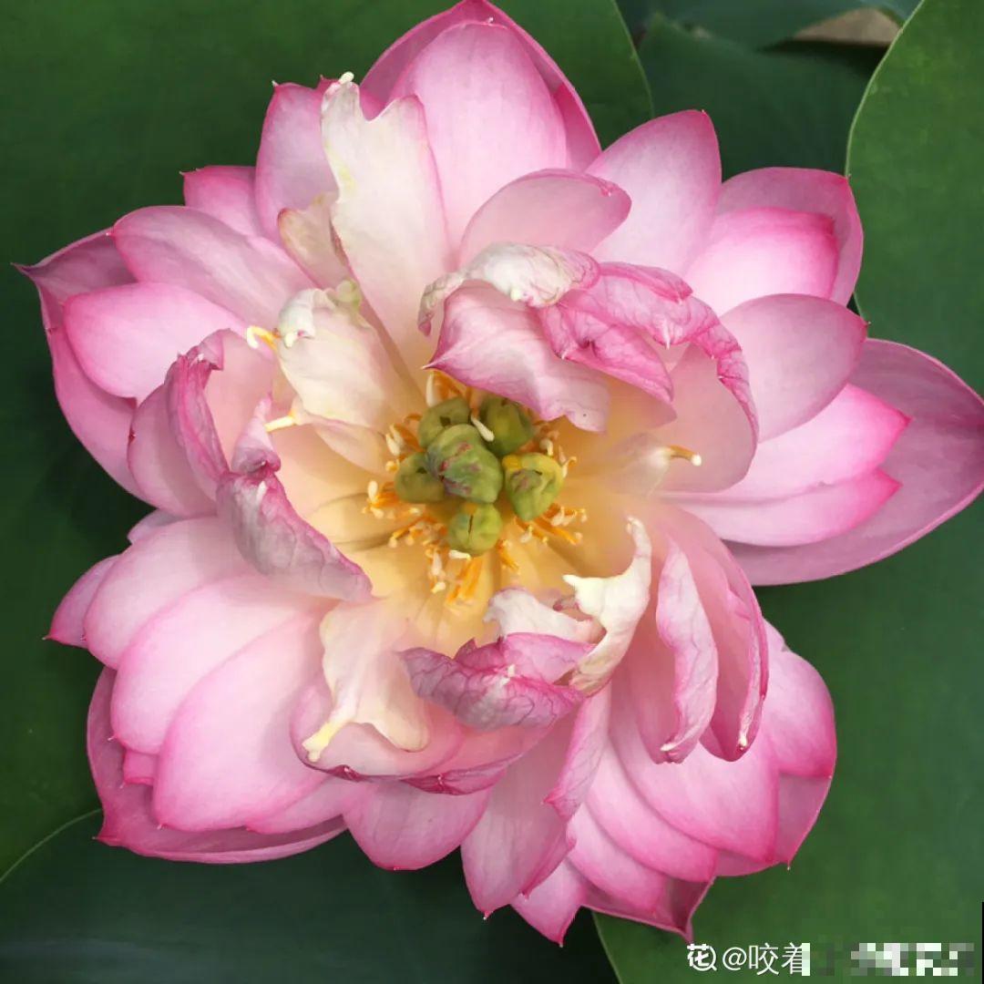 25种晒不死的花，越晒越开花，天再热也不怕！