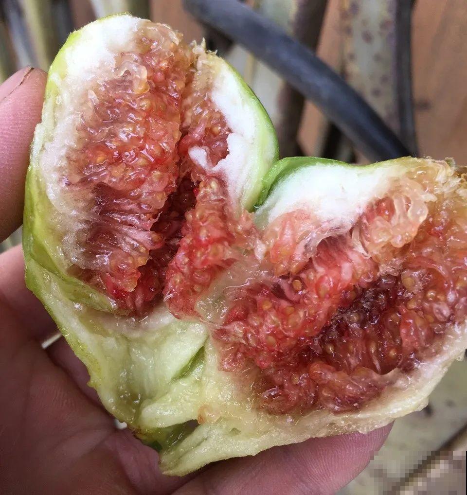 10种菜，阳台就能养，蹭蹭长满一盆，都快吃不了了