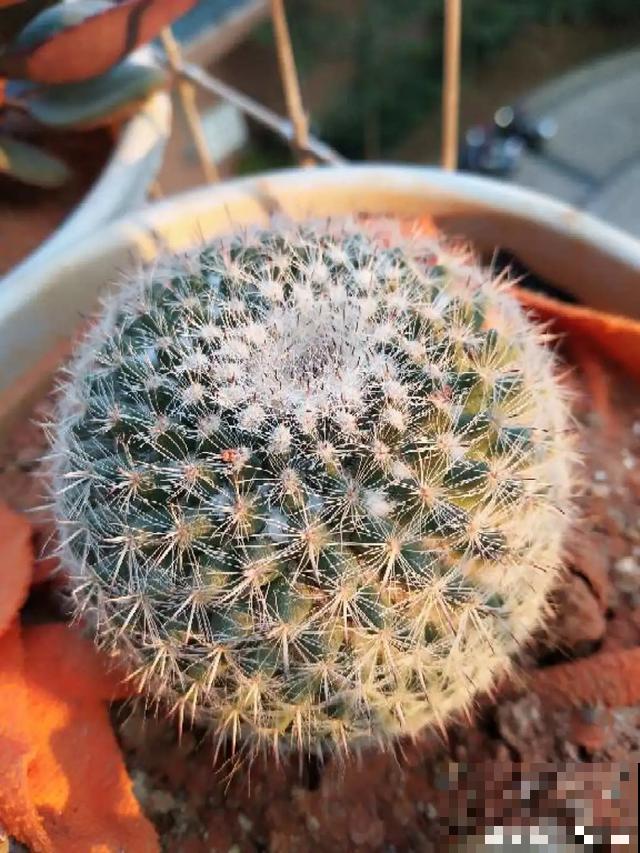 花烂根了别丢，塑料袋里捂一捂，大白根立马蹭蹭冒！