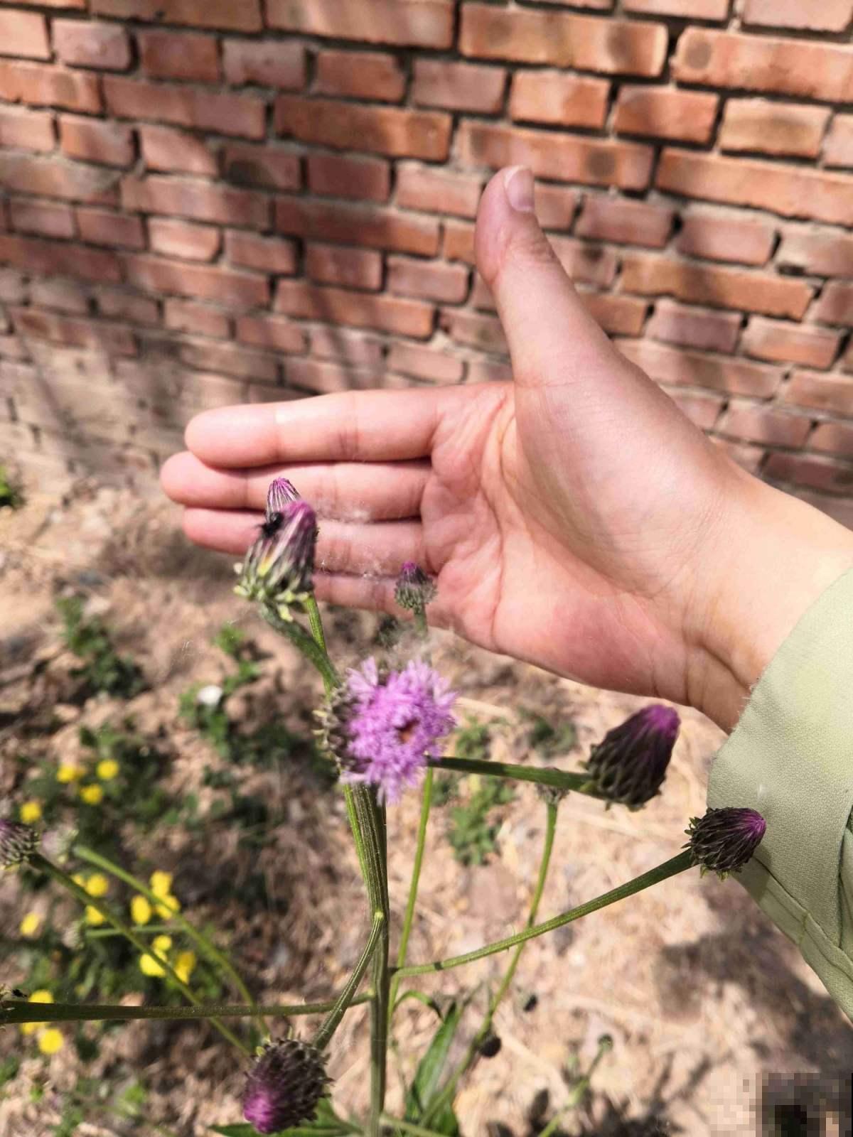 不起眼的小野花，挖回家能当野菜吃，还是有名的中药草！