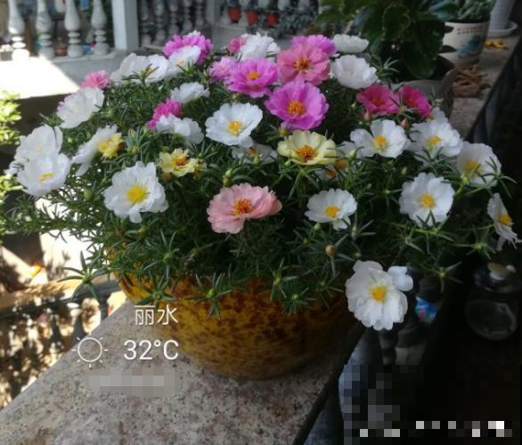 晒不死的花，春天就要大太阳，越晒长得越旺盛！