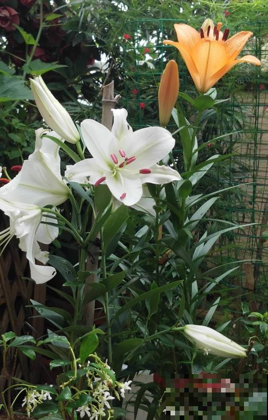没院子，就不要养这4种花，根本出不来效果！