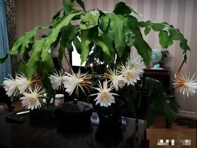 人养花，花也养人，9种花能治病，连医生也爱养！