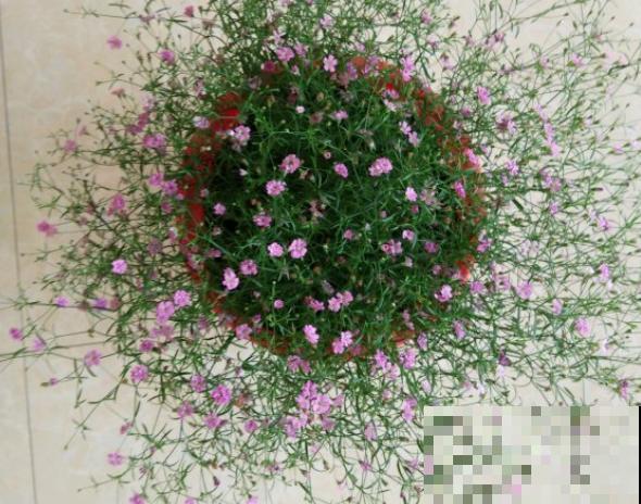 最难养的小草花，就得剃头虐一虐，才能开成大花球！