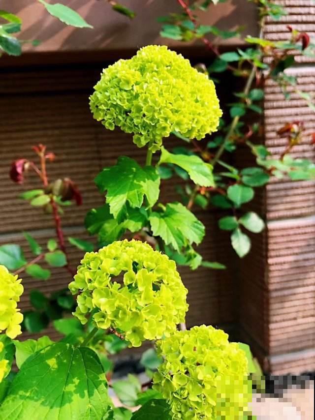 木绣球能长3米高，花比脸还大，就是很少有人养