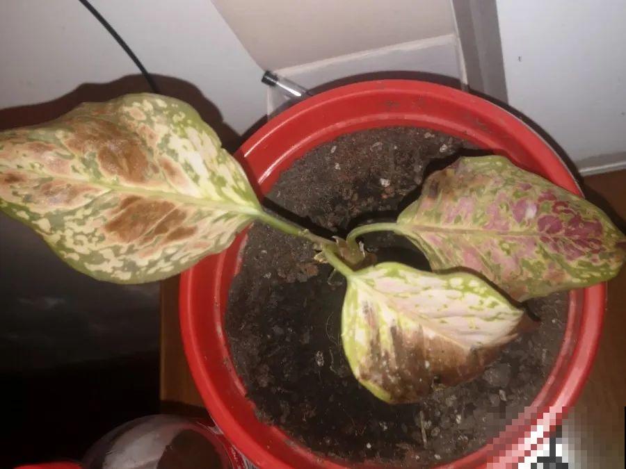 10种花，春天不能晒，躲屋里最安全！