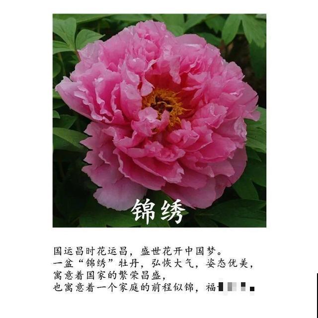 春天最大气的花，开出第一朵，就惊艳全场！