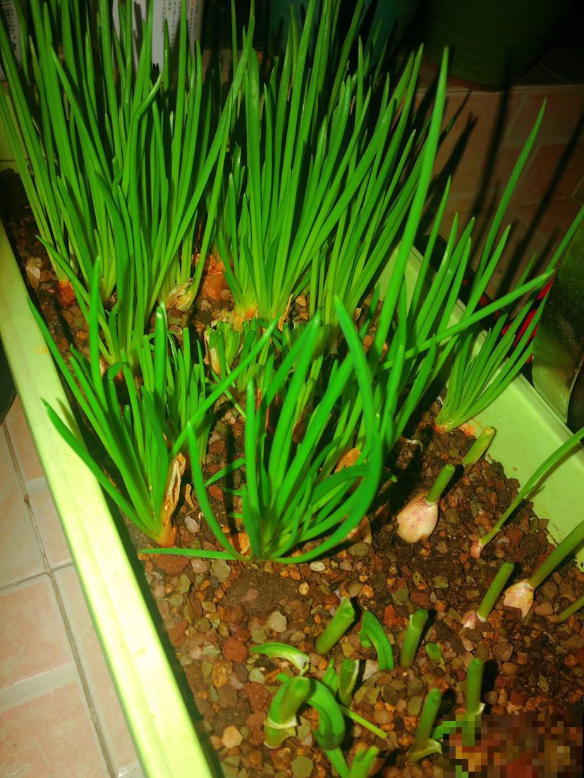 阳台种棵小香葱，鲜嫩油绿最好吃，一上桌就抢光！