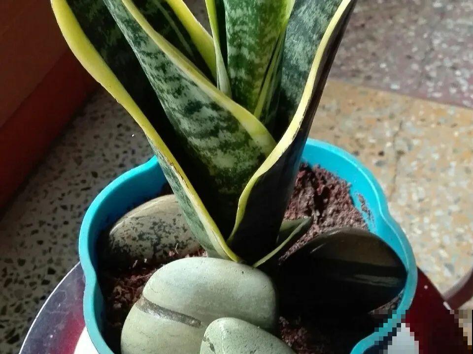 10种花，最怕换盆，换完活不过3天！