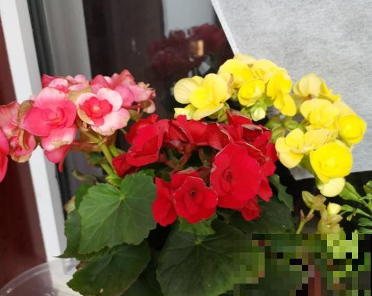 一种花公认最难养，却非常受欢迎，年年养死年年买！