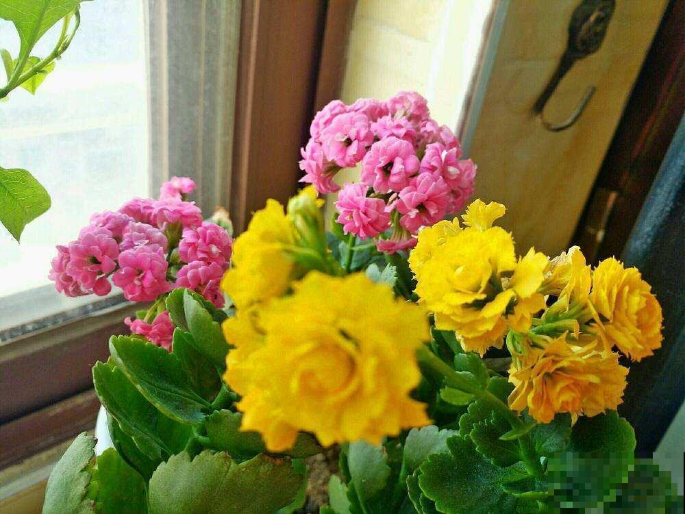 鱼肠原来也有大作用，养花效果杠杠的，一点点就让花猛蹿！