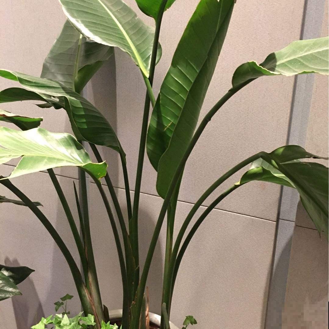 鹤望兰一朵花顶一整盆花，看着就带劲，家里养最合适了！