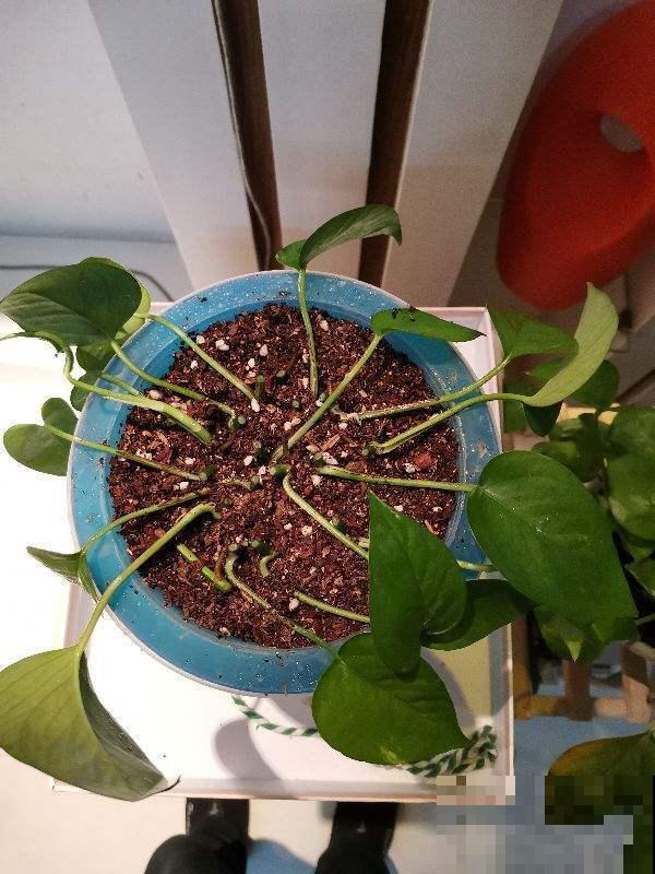 绿萝剪一剪，插到水里，一星期长满大白根，呼呼爆盆！