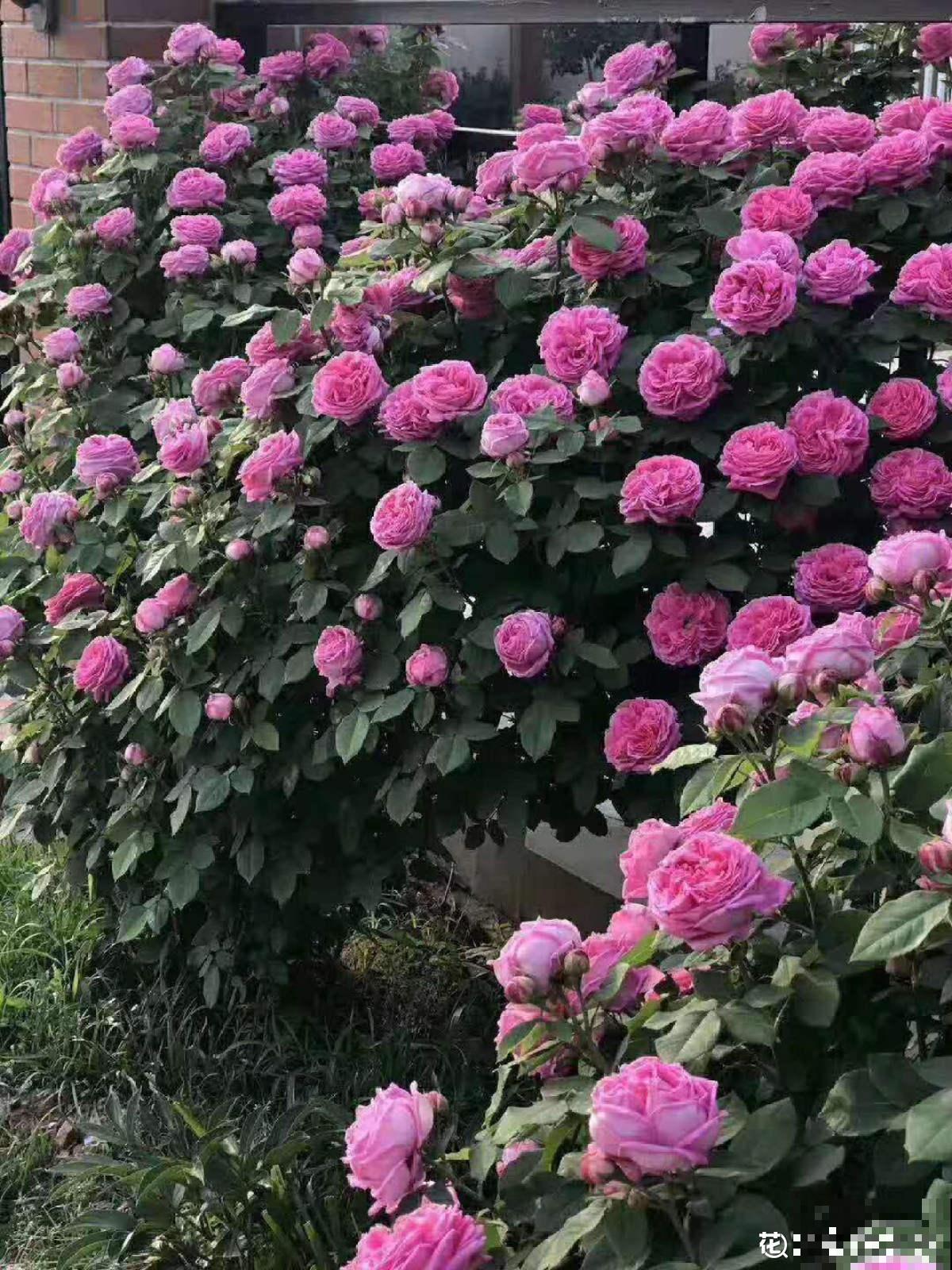 月季花墙太震撼，开花爆满整面墙，小偷都进不来！