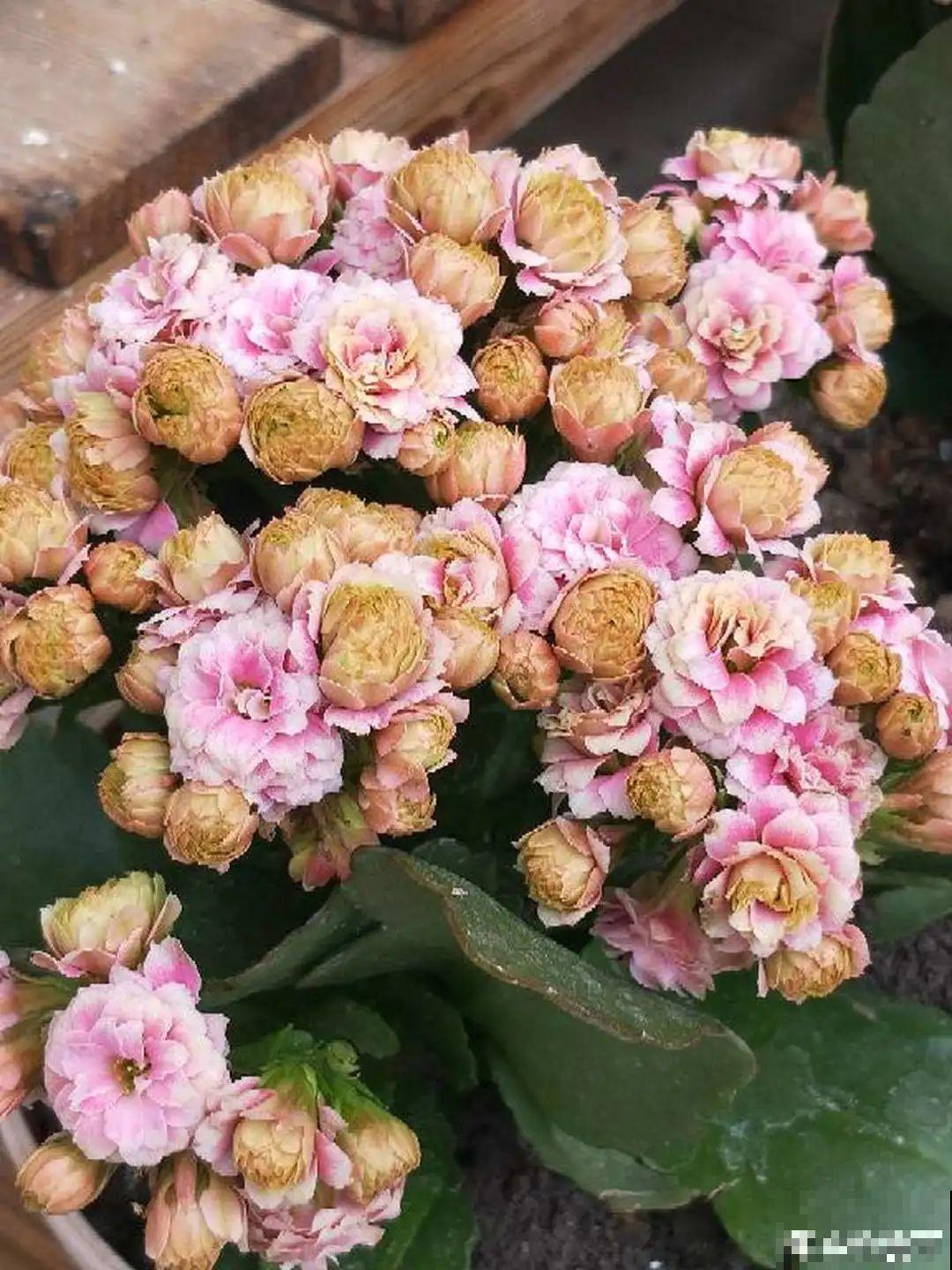 10种耐旱植物，平时少浇水，开花更准时！