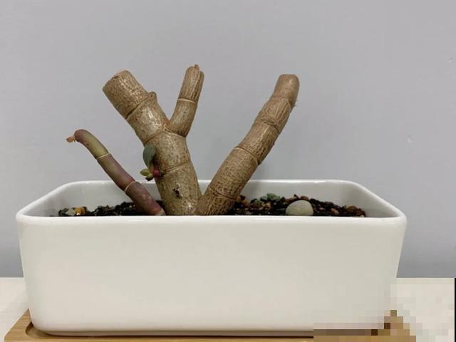 嫌花长得丑，趁现在砍头，满盆都是新叶子！